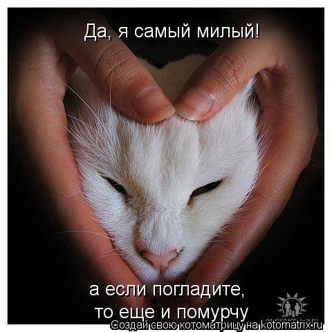 Да, я самый милый! а если погладите, то еще и помурчу... Котоматрица: Да, я самый милый! а если погладите, то еще и помурчу