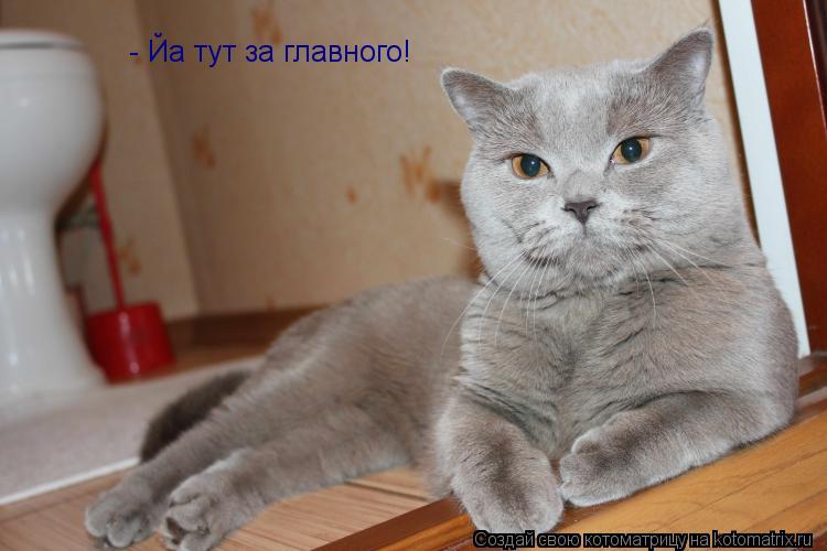 - Йа тут за главного!... Котоматрица: - Йа тут за главного!