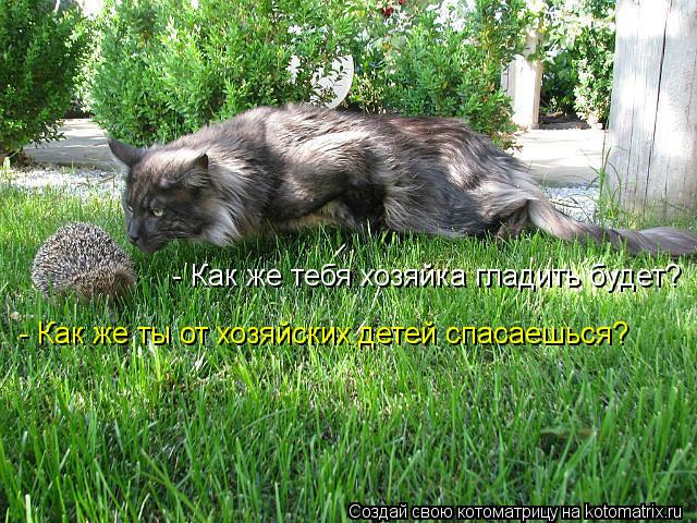 - Как же тебя хозяйка гладить будет? - Как же ты от хозяйских детей спасаешься?... Котоматрица: - Как же тебя хозяйка гладить будет? - Как же ты от хозяйских детей спасаешься?