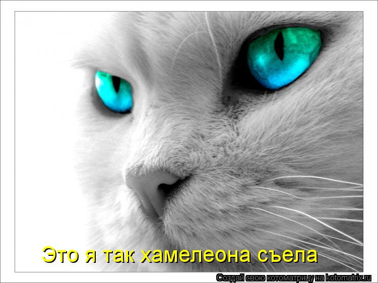 Это я так хамелеона съела... Котоматрица: Это я так хамелеона съела