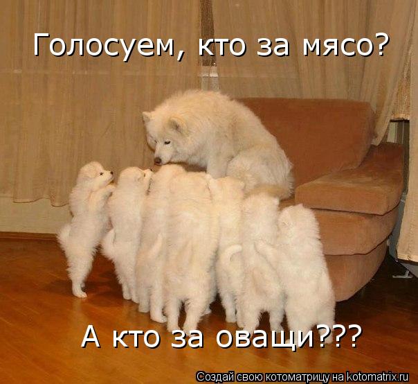 Голосуем, кто за мясо? А кто за оващи???... Котоматрица: Голосуем, кто за мясо? А кто за оващи???