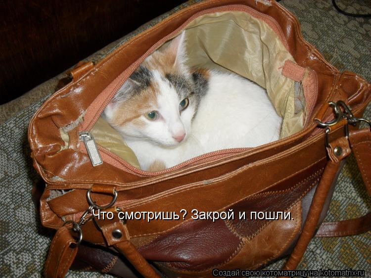 Что смотришь? Закрой и пошли.... Котоматрица: Что смотришь? Закрой и пошли.