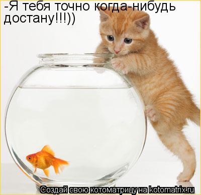 -Я тебя точно когда-нибудь достану!!!))... Котоматрица: -Я тебя точно когда-нибудь достану!!!))