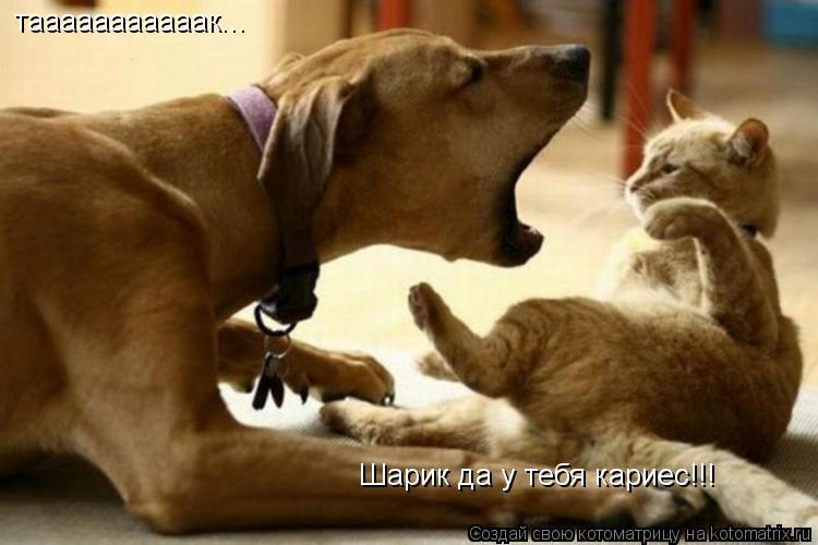 тааааааааааак... Шарик да у тебя кариес!!!... Котоматрица: тааааааааааак... Шарик да у тебя кариес!!!