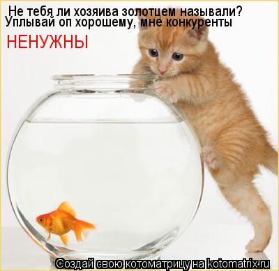 Не тебя ли хозяива золотцем называли? Уплывай оп хорошему, мне конкуренты НЕНУЖНЫ... Котоматрица: Не тебя ли хозяива золотцем называли? Уплывай оп хорошему, мне конкуренты НЕНУЖНЫ