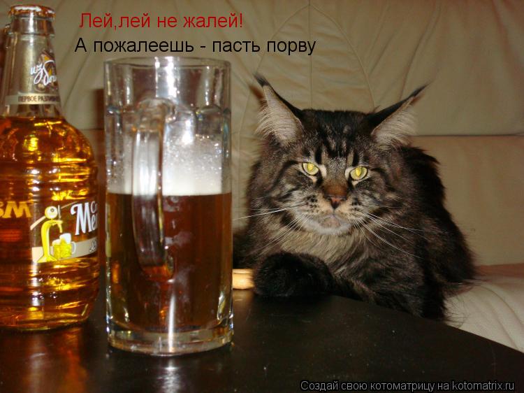 Лей,лей не жалей! А пожалеешь - пасть порву... Котоматрица: Лей,лей не жалей! А пожалеешь - пасть порву