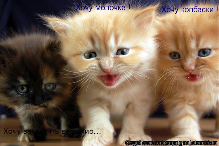 Хочу молочка!! Хочу колбаски!! Хочу захватить весь мир...... Котоматрица: Хочу молочка!! Хочу колбаски!! Хочу захватить весь мир...