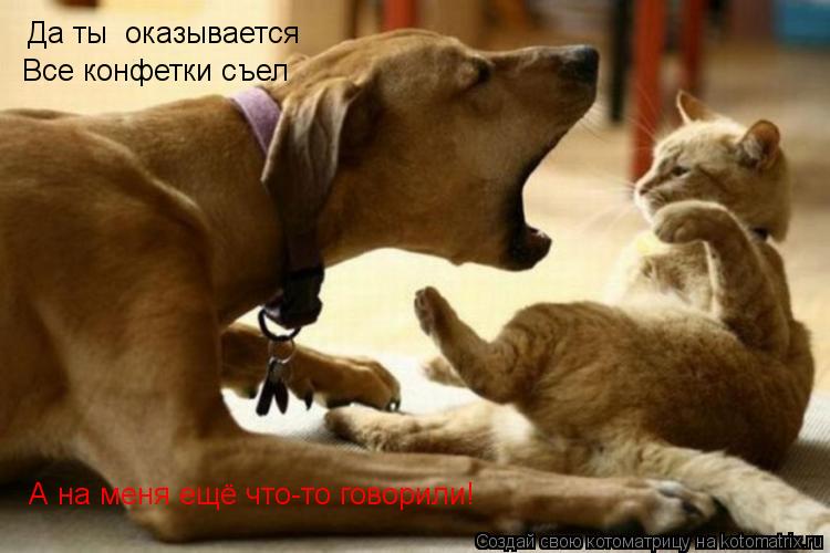 Да ты оказывается Все конфетки съел А на меня ещё что-то говорили!... Котоматрица: Да ты оказывается Все конфетки съел А на меня ещё что-то говорили!