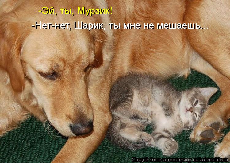 -Эй, ты, Мурзик! -Нет-нет, Шарик, ты мне не мешаешь...... Котоматрица: -Эй, ты, Мурзик! -Нет-нет, Шарик, ты мне не мешаешь...