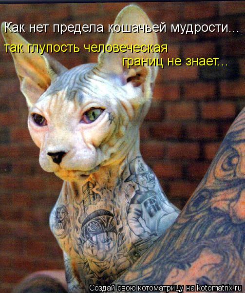 Как нет предела кошачьей мудрости... так глупость человеческая границ не знает...... Котоматрица: Как нет предела кошачьей мудрости... так глупость человеческая границ не знает...