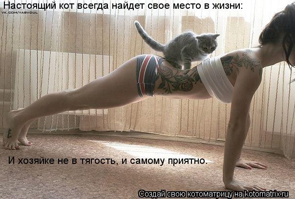Настоящий кот всегда найдет свое место в жизни: И хозяйке не в тягость, и самому приятно.... Котоматрица: Настоящий кот всегда найдет свое место в жизни: И хозяйке не в тягость, и самому приятно.