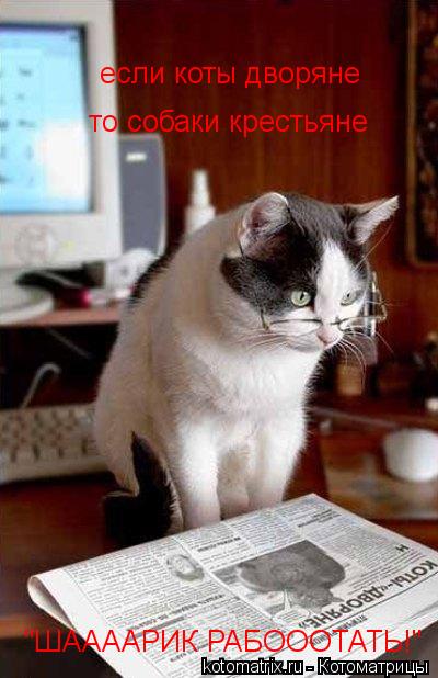 если коты дворяне то собаки крестьяне "ШААААРИК РАБОООТАТЬ!"... Котоматрица: если коты дворяне то собаки крестьяне "ШААААРИК РАБОООТАТЬ!"
