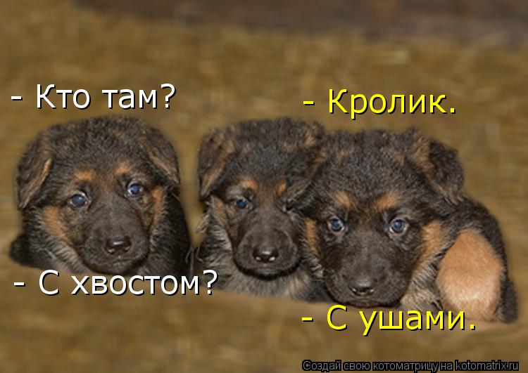 - Кто там? - Кролик. - С хвостом? - С ушами.... Котоматрица: - Кто там? - Кролик. - С хвостом? - С ушами.