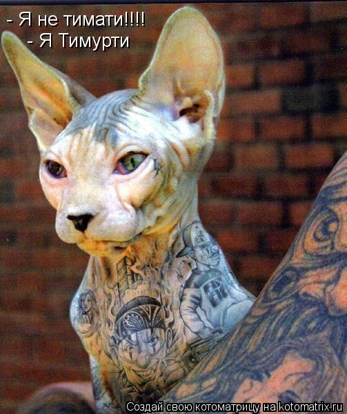 - Я не тимати!!!! - Я Тимурти... Котоматрица: - Я не тимати!!!! - Я Тимурти