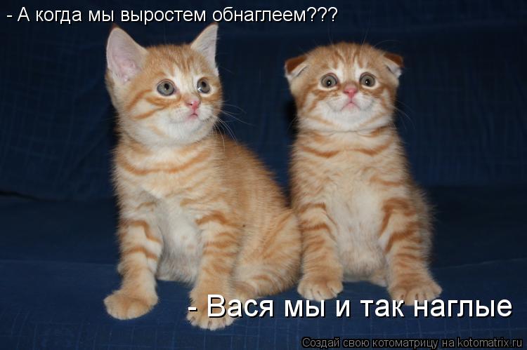 - A когда мы выростем обнаглеем??? - Вася мы и так наглые... Котоматрица: - A когда мы выростем обнаглеем??? - Вася мы и так наглые
