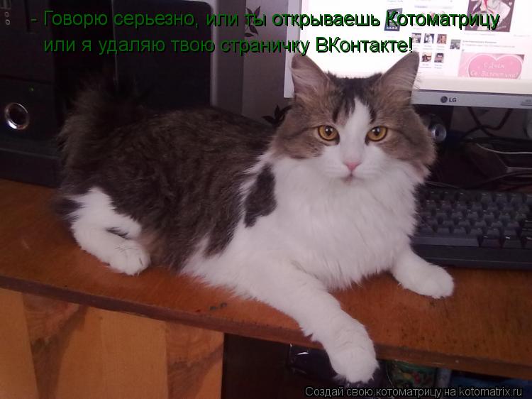 - Говорю серьезно, или ты открываешь Котоматрицу - Говорю серьезно, или ты открываешь Котоматрицу или... Котоматрица: - Говорю серьезно, или ты открываешь Котоматрицу - Говорю серьезно, или ты открываешь Котоматрицу или я удаляю твою страничку ВКонтакте!
