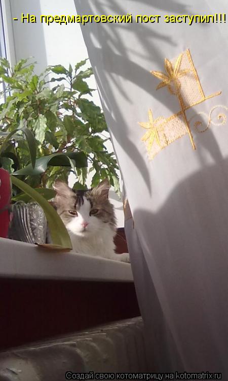 - На предмартовский пост заступил!!!... Котоматрица: - На предмартовский пост заступил!!!