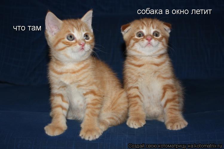 что там собака в окно летит... Котоматрица: что там собака в окно летит