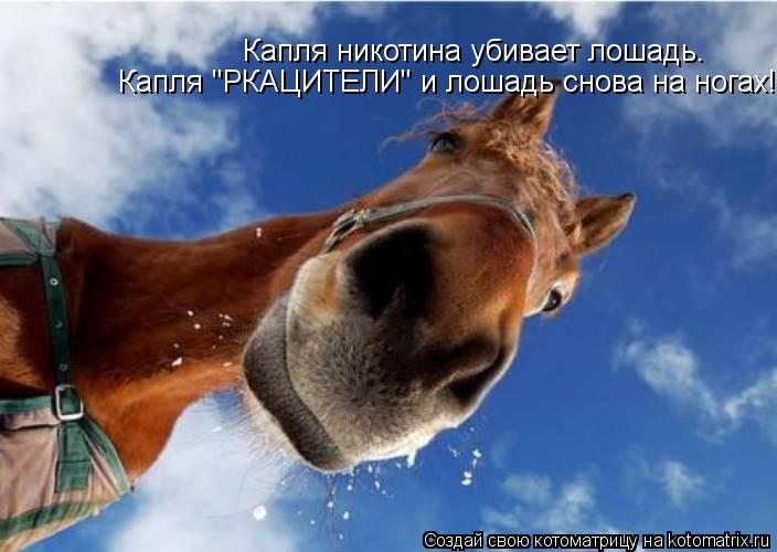 Капля никотина убивает лошадь. Капля "РКАЦИТЕЛИ" и лошадь снова на ногах!... Котоматрица: Капля никотина убивает лошадь. Капля "РКАЦИТЕЛИ" и лошадь снова на ногах!