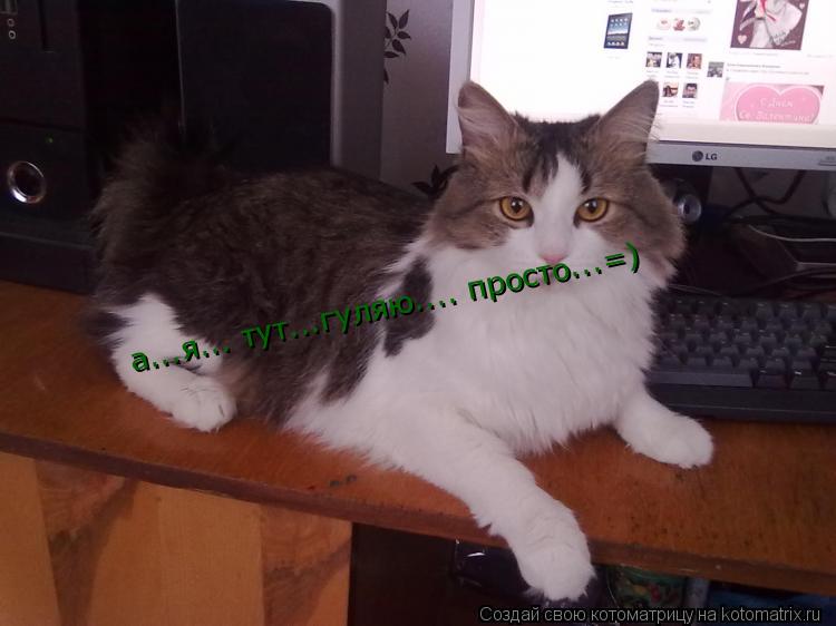 а...я... тут...гуляю.... просто...=)... Котоматрица: а...я... тут...гуляю.... просто...=)