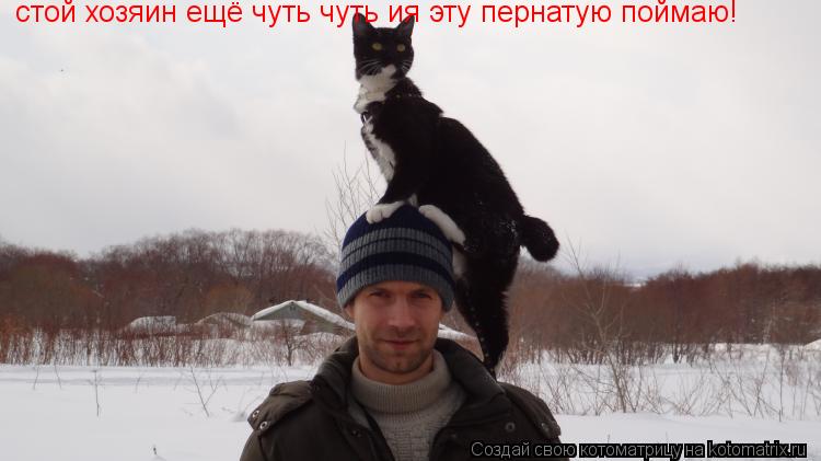 стой хозяин ещё чуть чуть ия эту пернатую поймаю!... Котоматрица: стой хозяин ещё чуть чуть ия эту пернатую поймаю!