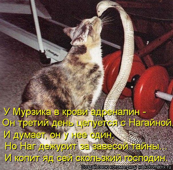 У Мурзика в крови адреналин - Но Наг дежурит за завесой тайны... Он третий день целуется с Нагайной. ... Котоматрица: У Мурзика в крови адреналин - Но Наг дежурит за завесой тайны... Он третий день целуется с Нагайной. И копит яд сей скользкий господин. И думае