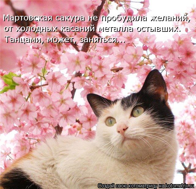 Мартовская сакура не пробудила желаний, от холодных касаний металла остывших. Танцами, может, занятьс... Котоматрица: Мартовская сакура не пробудила желаний, от холодных касаний металла остывших. Танцами, может, заняться…..
