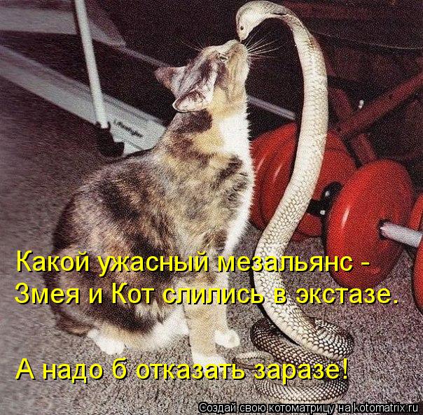 Какой ужасный мезальянс - Змея и Кот слились в экстазе. А надо б отказать заразе!... Котоматрица: Какой ужасный мезальянс - Змея и Кот слились в экстазе. А надо б отказать заразе!