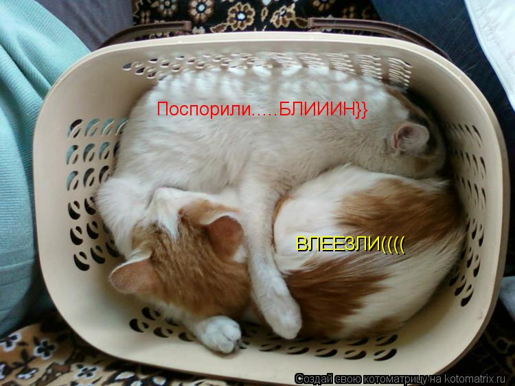 Поспорили.....БЛИИИН}} ВЛЕЕЗЛИ((((... Котоматрица: Поспорили.....БЛИИИН}} ВЛЕЕЗЛИ((((