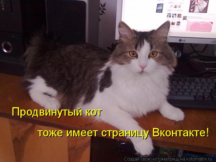 Продвинутый кот тоже имеет страницу Вконтакте!... Котоматрица: Продвинутый кот тоже имеет страницу Вконтакте!