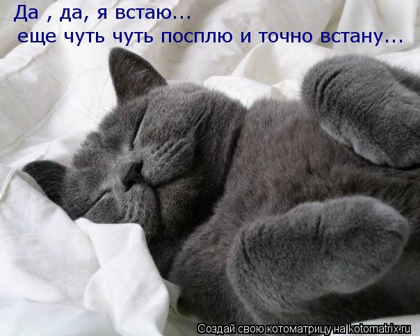 Да , да, я встаю... еще чуть чуть посплю и точно встану...... Котоматрица: Да , да, я встаю... еще чуть чуть посплю и точно встану...