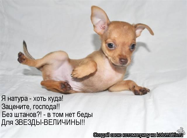 Я натура - хоть куда! Зацените, господа!! Без штанов?! - в том нет беды Для ЗВЕЗДЫ-ВЕЛИЧИНЫ!!... Котоматрица: Я натура - хоть куда! Зацените, господа!! Без штанов?! - в том нет беды Для ЗВЕЗДЫ-ВЕЛИЧИНЫ!!