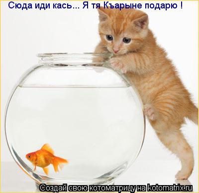 Сюда иди кась... Я тя Къарыне подарю Сюда иди кась... Я тя Къарыне подарю !... Котоматрица: Сюда иди кась... Я тя Къарыне подарю Сюда иди кась... Я тя Къарыне подарю !