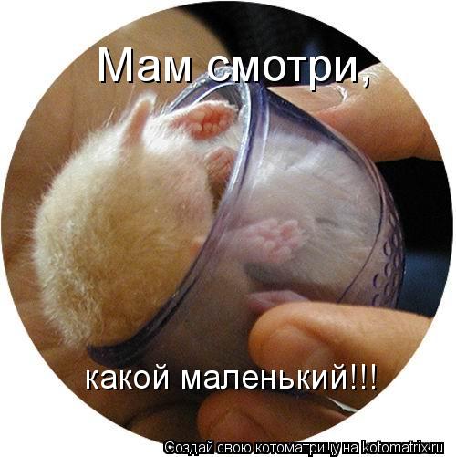 Мам смотри, какой маленький!!!... Котоматрица: Мам смотри, какой маленький!!!