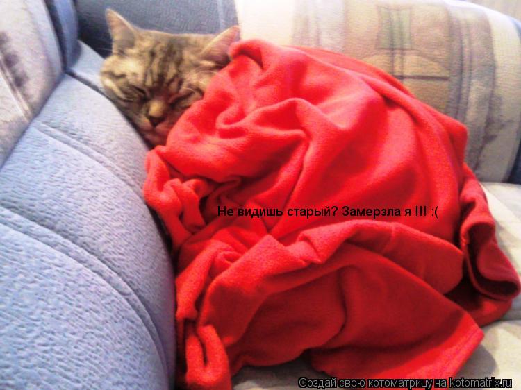 Не видишь старый? Замерзла я !!! :(... Котоматрица: Не видишь старый? Замерзла я !!! :(