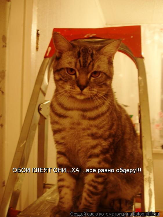 ОБОИ КЛЕЯТ ОНИ...ХА! ..все равно обдеру!!!... Котоматрица: ОБОИ КЛЕЯТ ОНИ...ХА! ..все равно обдеру!!!