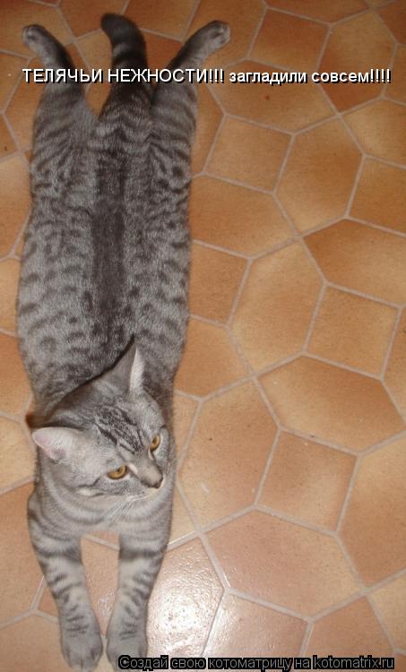 ТЕЛЯЧЬИ НЕЖНОСТИ!!! загладили совсем!!!!... Котоматрица: ТЕЛЯЧЬИ НЕЖНОСТИ!!! загладили совсем!!!!