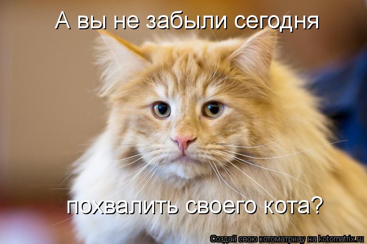А вы не забыли сегодня похвалить своего кота?... Котоматрица: А вы не забыли сегодня похвалить своего кота?