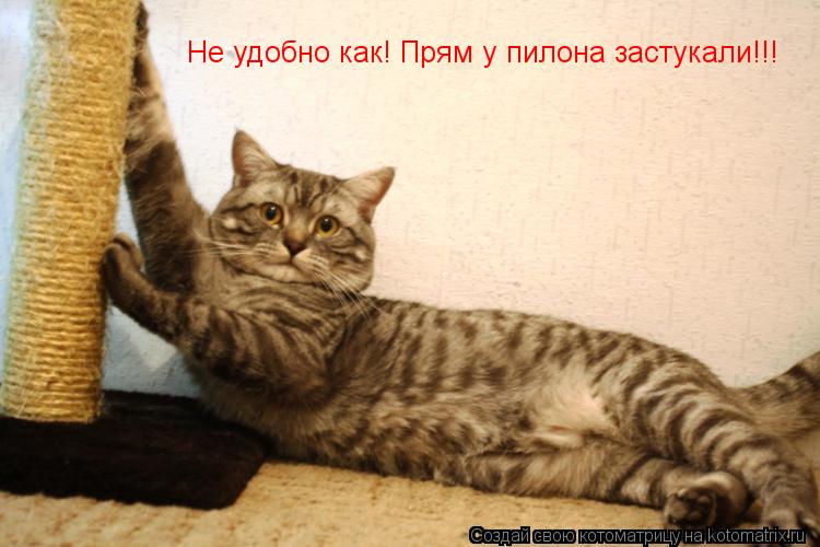 Не удобно как! Прям у пилона застукали!!!... Котоматрица: Не удобно как! Прям у пилона застукали!!!