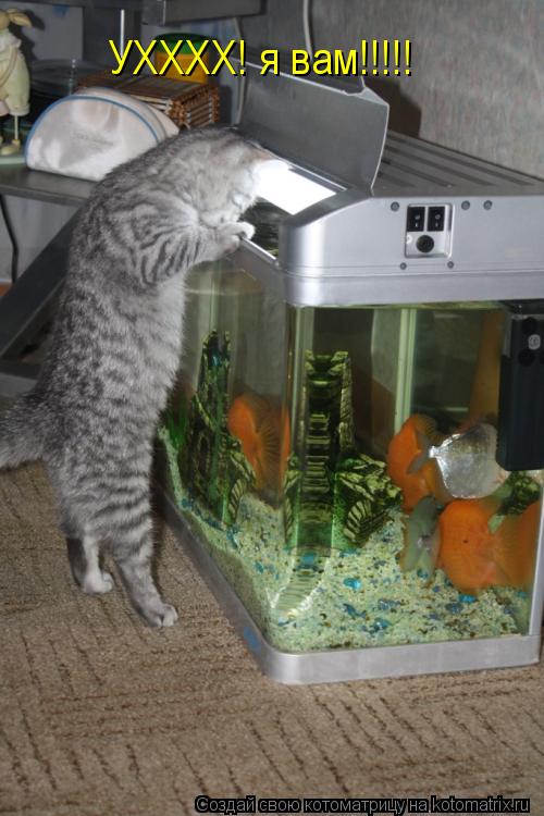 УХХХХ! я вам!!!!!... Котоматрица: УХХХХ! я вам!!!!!