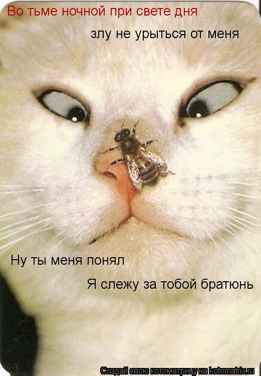 Во тьме ночной при свете дня злу не урыться от меня Ну ты меня понял Я слежу за тобой братюнь... Котоматрица: Во тьме ночной при свете дня злу не урыться от меня Ну ты меня понял Я слежу за тобой братюнь