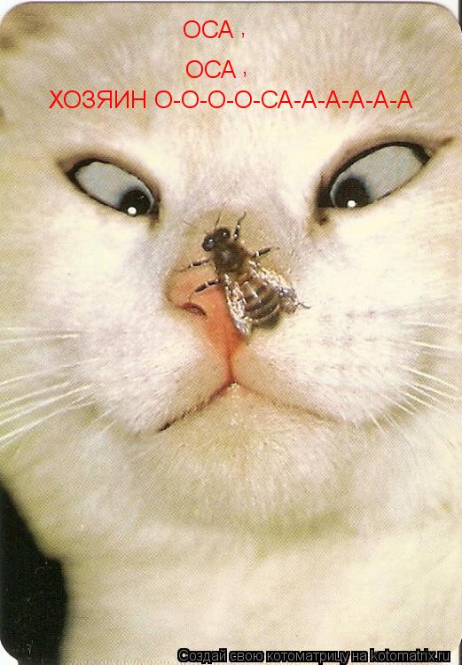 ОСА ОСА ХОЗЯИН О-О-О-О-СА-А-А-А-А-А , ,... Котоматрица: ОСА ОСА ХОЗЯИН О-О-О-О-СА-А-А-А-А-А , ,