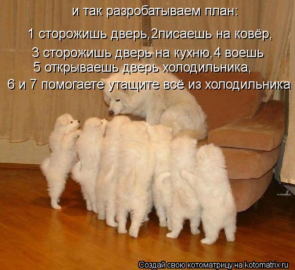 и так разробатываем план: 1 сторожишь дверь,2писаешь на ковёр, 3 сторожишь дверь на кухню,4 воешь 5 о... Котоматрица: и так разробатываем план: 1 сторожишь дверь,2писаешь на ковёр, 3 сторожишь дверь на кухню,4 воешь 5 открываешь дверь холодильника, 6 и 7 помогае