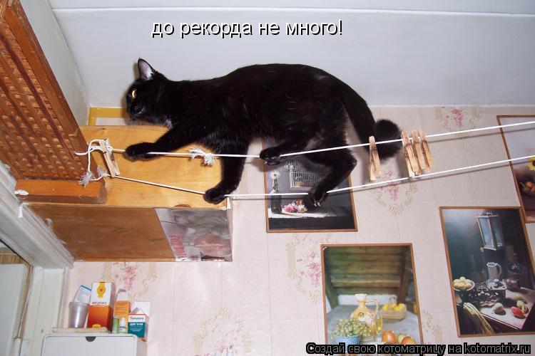 до рекорда не много!... Котоматрица: до рекорда не много!