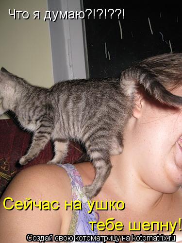 Что я думаю?!?!??! Сейчас на ушко тебе шепну!... Котоматрица: Что я думаю?!?!??! Сейчас на ушко тебе шепну!