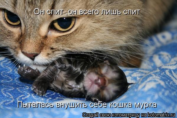 Он спит ,он всего лишь спит Пыталась внушить себе кошка мурка... Котоматрица: Он спит ,он всего лишь спит Пыталась внушить себе кошка мурка