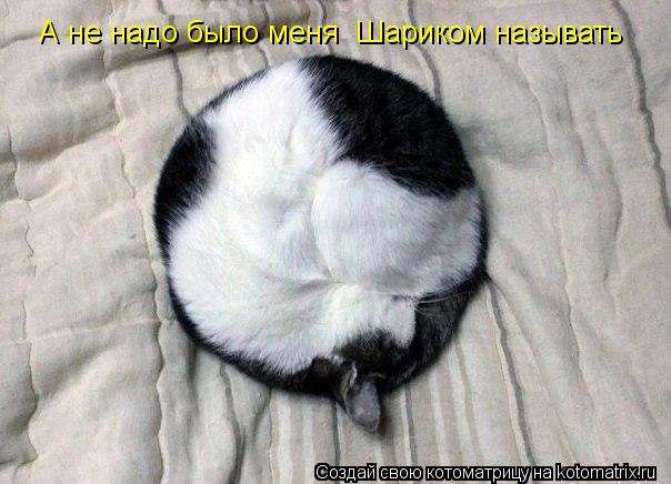 А не надо было меня Шариком называть... Котоматрица: А не надо было меня Шариком называть