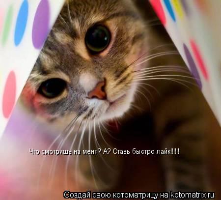 Что смотришь на меня? А? Ставь быстро лайк!!!!!!... Котоматрица: Что смотришь на меня? А? Ставь быстро лайк!!!!!!