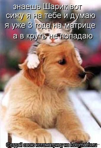 знаешь Шарик вот сижу я на тебе и думаю я уже 3 года на матрице а в круть не попадаю... Котоматрица: знаешь Шарик вот сижу я на тебе и думаю я уже 3 года на матрице а в круть не попадаю