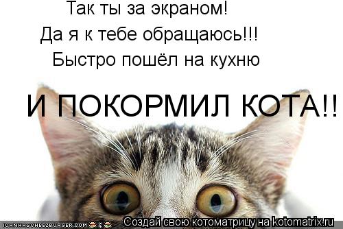 Так ты за экраном! Да я к тебе обращаюсь!!! Быстро пошёл на кухню И ПОКОРМИЛ КОТА!!!... Котоматрица: Так ты за экраном! Да я к тебе обращаюсь!!! Быстро пошёл на кухню И ПОКОРМИЛ КОТА!!!